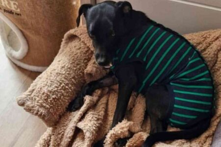Une chienne blessée repose sur un plaid après une attaque, portant un bandage de protection. Elle semble en convalescence après un passage chez le vétérinaire.
