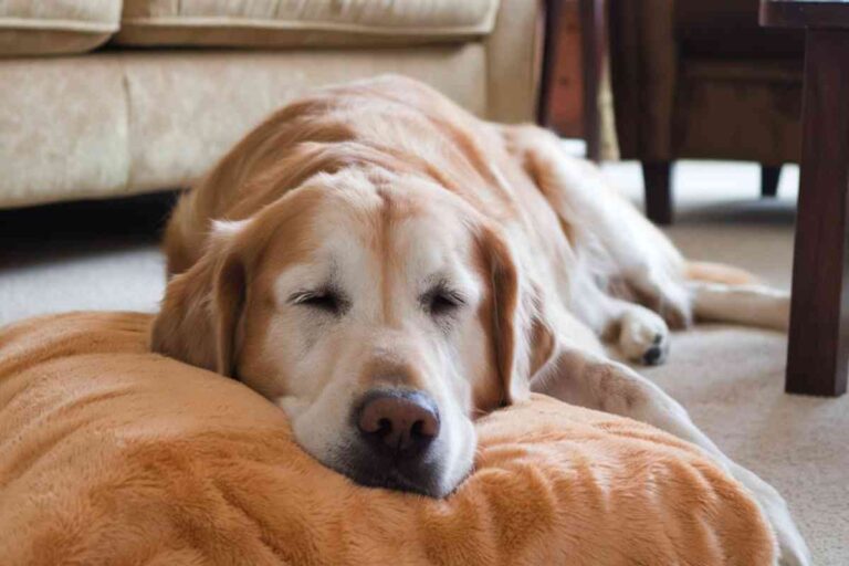 Un chien allongé sur un tapis, l'air triste et seul, attendant le retour de son maître.