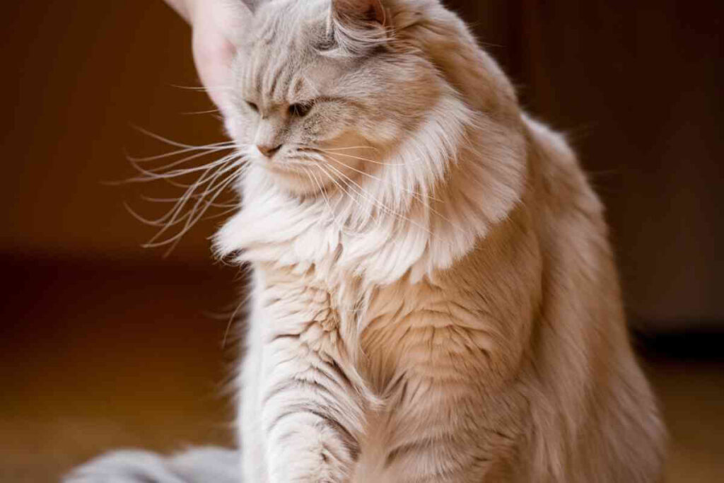 Un chat assis seul, observant son environnement. Peut-il vraiment rester seul plusieurs jours sans risque ? Découvrez ce que disent les experts.