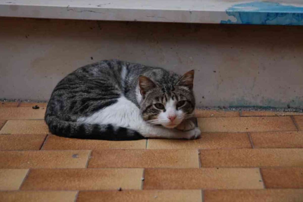 Un chat tigré et blanc est allongé sur un sol en bois, les yeux mi-clos, semblant détendu et indifférent à son environnement.