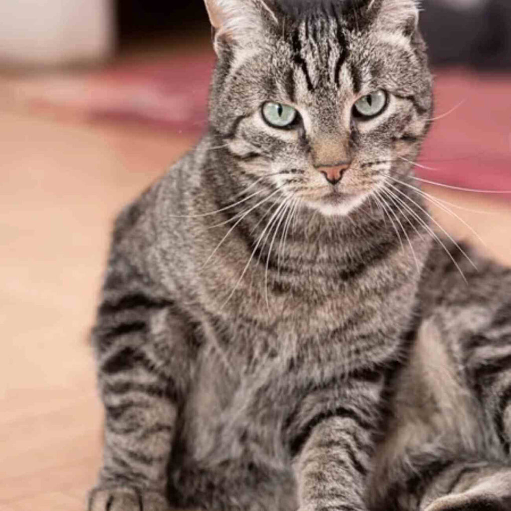 Un chat tigré assis, fixant l’objectif avec un regard intense et attentif, illustrant la capacité des félins à reconnaître la voix de leur propriétaire.