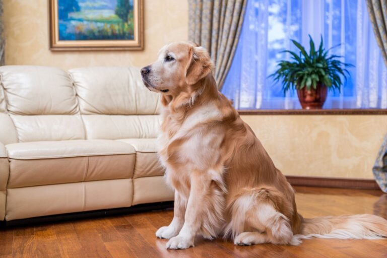 Et s’il souffrait en silence ? Ces 7 signes prouvent que votre animal vit mal vos absences Chien triste assis seul dans un salon, regardant vers le sol, attendant son maître