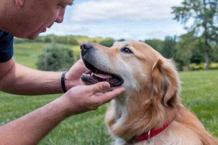 désensibilisation aboiement chien