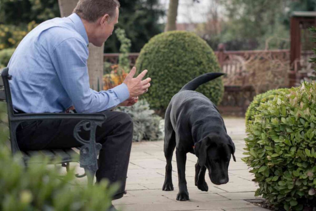 Un maître apprend le rappel à son chien en lui donnant une récompense dans un jardin bien entretenu. Le chien noir, attentif, répond positivement à l’appel.