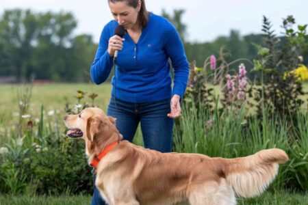 ordre aboiement chien