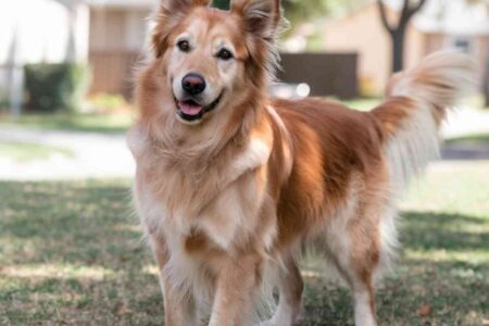 5 signes discrets que votre chien s’inquiète pour vous