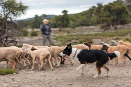 Chien de berger en plein travail, guidant un troupeau de brebis sur un terrain dégagé.