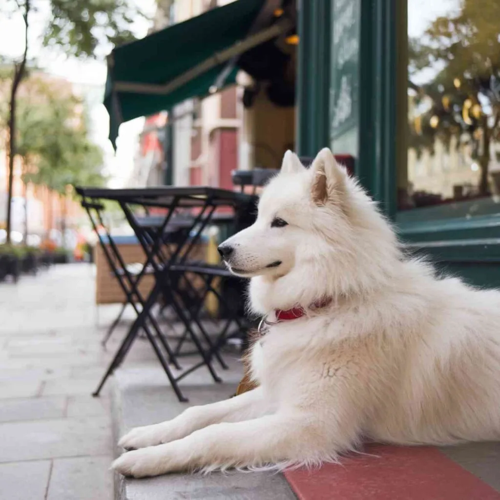 Chien allongé devant un commerce à Strasbourg