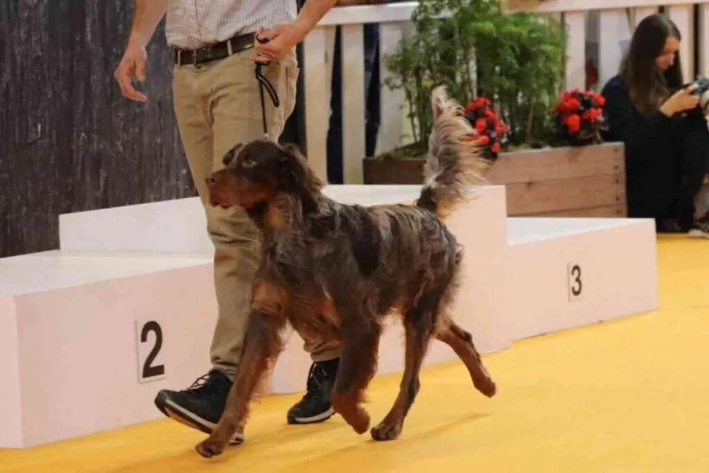 Benoit Petit sur le podium avec son chien Sully lors du concours général agricole au Salon de l’Agriculture 2025.