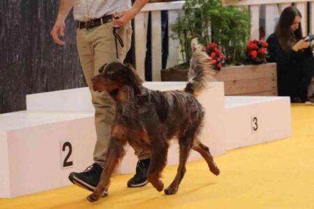Benoit Petit sur le podium avec son chien Sully lors du concours général agricole au Salon de l’Agriculture 2025.