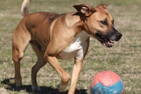 Chien actif courant après un ballon sur une pelouse