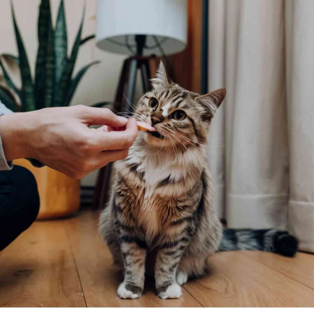 Un propriétaire donne une friandise à son chat pour récompenser son bon comportement, comme l'utilisation d'un griffoir.