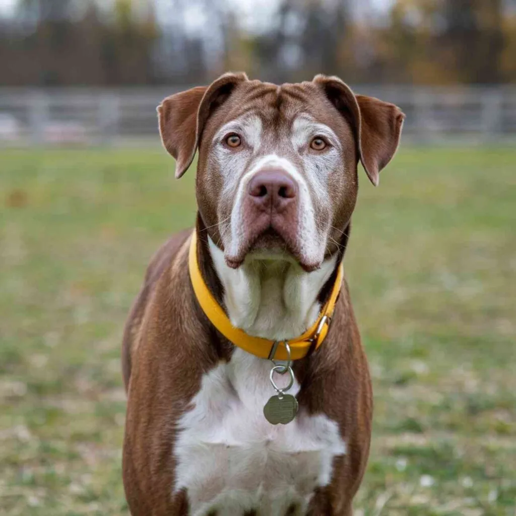 Chien marron au regard attentif, portant un collier jaune et une médaille d’identification, debout dans un champ