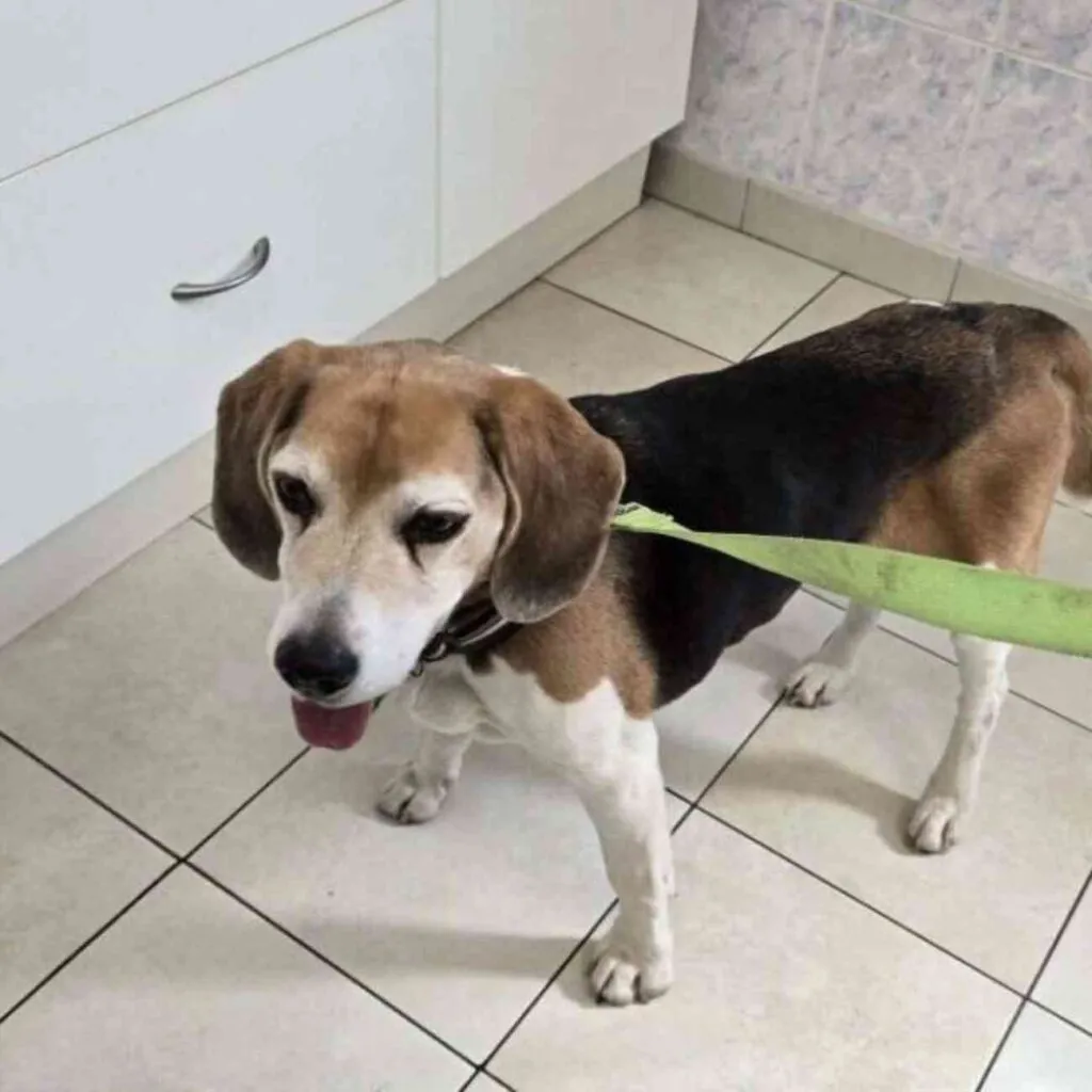 Chien tricolore tenu en laisse dans une clinique vétérinaire, identifié comme Homer retrouvé à Fort-Mahon-Plage