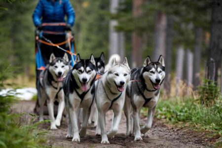 Attelage de chiens de traîneau tractant un kart sur un chemin forestier près de Cahors