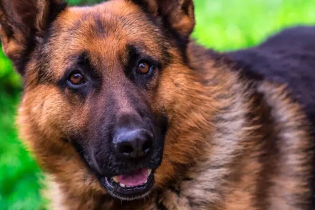 Les 4 races de chiens les plus fidèles : qui est votre meilleur ami à quatre pattes ?