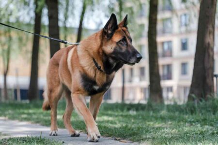 Un chien de berger belge en pleine allure dans un parc .