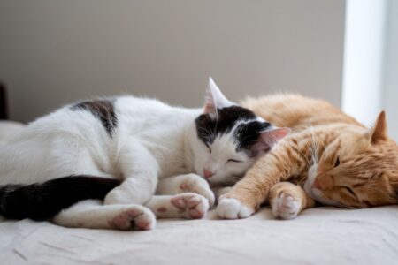 Ce détail que 80 % des maîtres négligent… et qui rend les chats fous à la maison