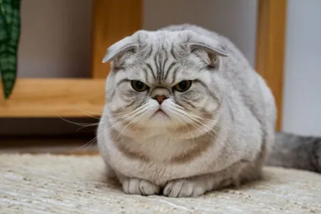 Ces 5 races de chats que je déconseille (même si elles sont adorables)
