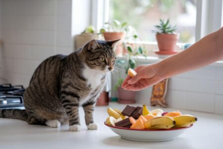 Ces aliments du quotidien qui peuvent empoisonner votre chat !