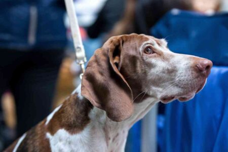 Chien en laisse observant son environnement dans un lieu animé, symbolisant l’attention et la coopération.