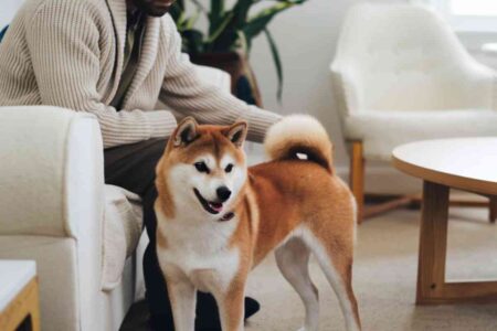 Ces races de chiens sont parfaites pour les maîtres discrets ou introvertis