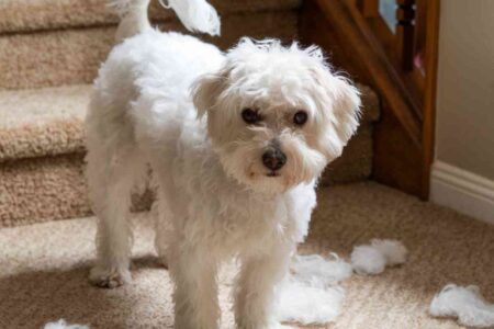 Cette période où votre chien vous recouvre de poils pourquoi ça empire et quoi faire