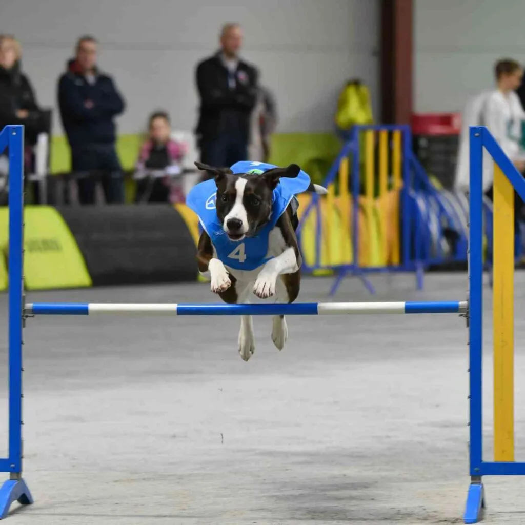 Chien sautant un obstacle dans un parcours d’agility en intérieur