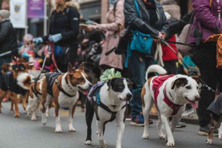 Chiens tenus en laisse participant à un événement public en extérieur