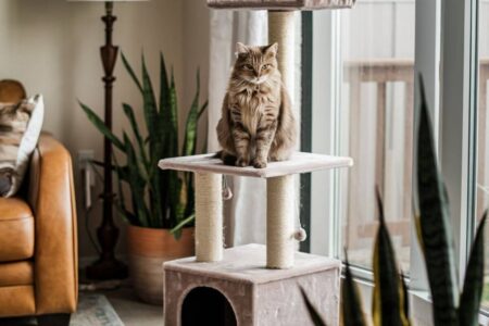 Chats combien de jours peuvent-ils rester seuls sans que cela ne devienne un problème