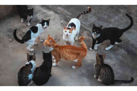 Groupe de chats errants autour d’un point de nourriture dans un espace urbain