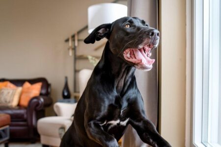Chien trop d'énergie aboie