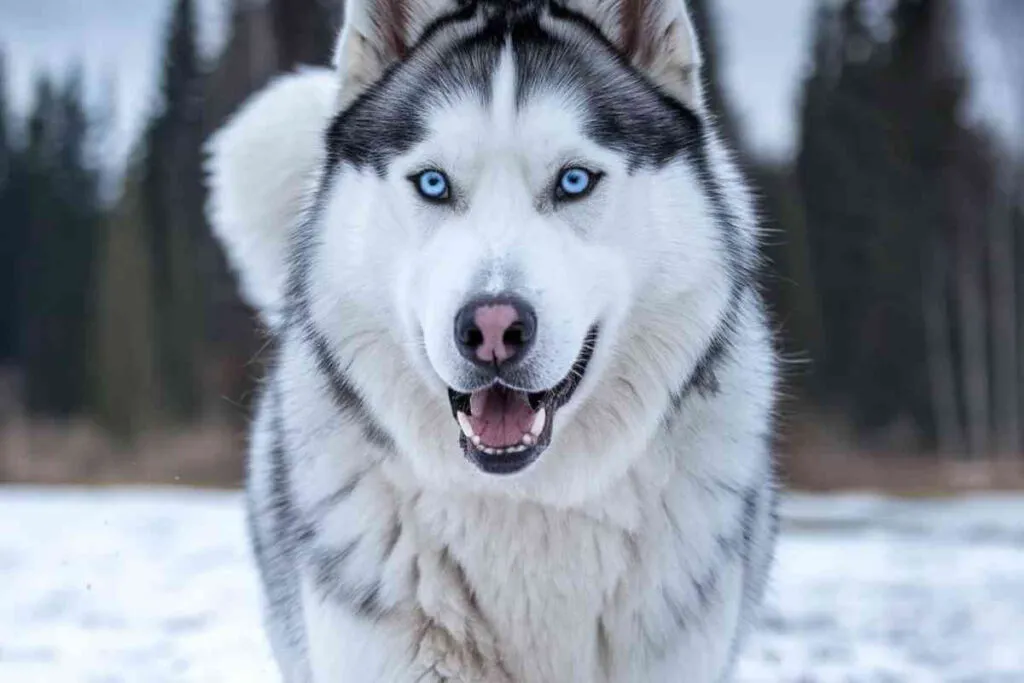 Chiens à risque : ces races qu’on adore mais qu’on ne devrait jamais adopter