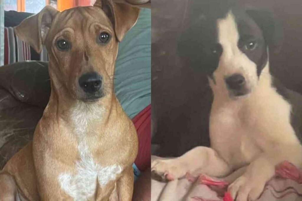 Deux chiens errants photographiés côte à côte, illustrant une opération de sauvetage en cours dans le cirque de Salazie à La Réunion.
