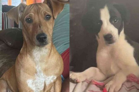 Deux chiens errants photographiés côte à côte, illustrant une opération de sauvetage en cours dans le cirque de Salazie à La Réunion.