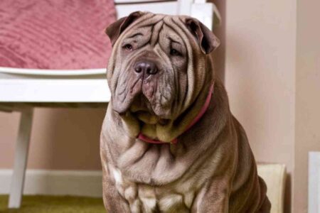 Chiens dégénérés : quand la génétique transforme des races en cauchemar vétérinaire