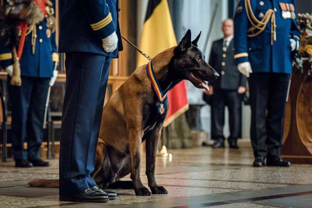 Des gendarmes et un chien lors d’une cérémonie officielle en uniforme, image illustrant l’hommage posthume rendu à un chien héros