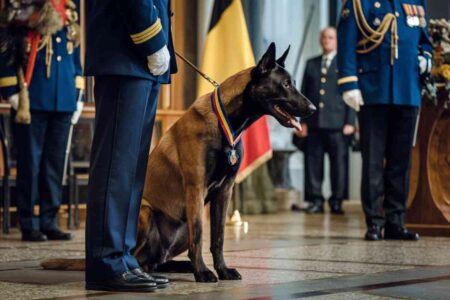 Des gendarmes et un chien lors d’une cérémonie officielle en uniforme, image illustrant l’hommage posthume rendu à un chien héros