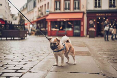 Chien de petite taille portant une muselière, assis sur un trottoir pavé dans une rue urbaine française