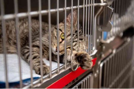 Chaton allongé dans une cage de chenil, environnement métallique et stérile