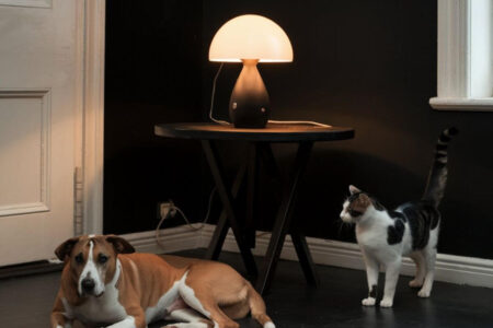 Un chien et un chat assis dans une pièce plongée dans la pénombre, éclairée uniquement par une lampe, illustrant l'impact d'une coupure d'électricité sur les animaux.