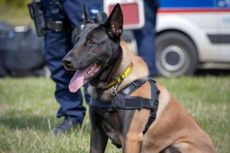 Chien de piste type Malinois en posture d’alerte, utilisé pour illustrer le rôle des équipes cynophiles dans les enquêtes de disparition
