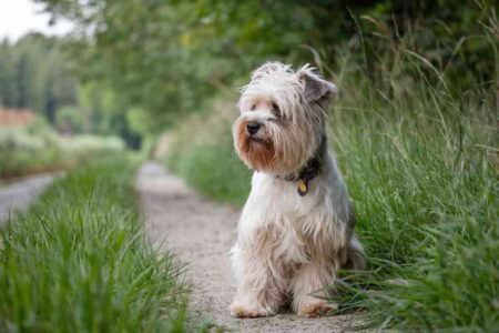 Chien de type griffon assis dans l’herbe, regard paisible en direction de l’objectif.