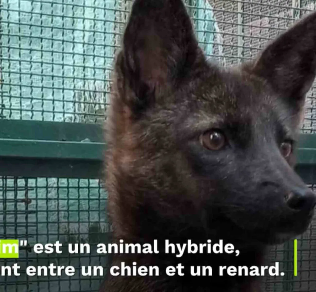 Portrait du dogxim, animal hybride entre un chien et une renarde de la pampa, photographié en cage au Brésil.