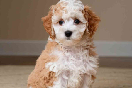 En visio ? Ces chiens ne font pas un bruit