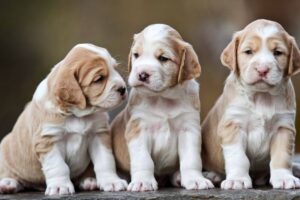 Faire cloner son chien un geste d’amour… ou un piège émotionnel 