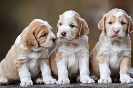 Faire cloner son chien un geste d’amour… ou un piège émotionnel 