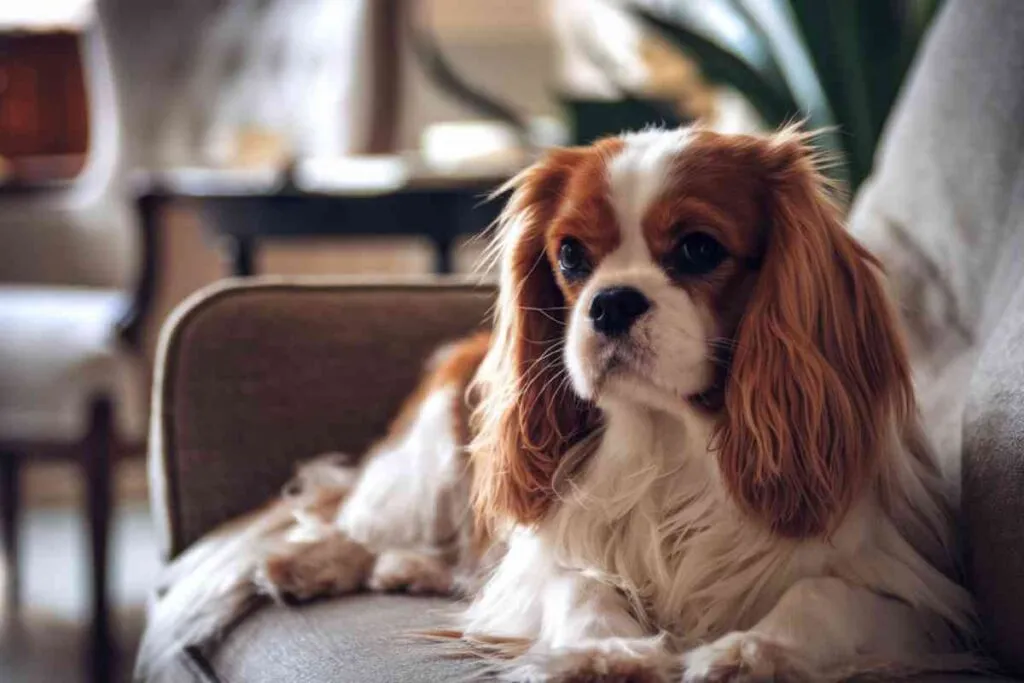 Fatiguée ? Ces chiens dorment (presque) toute la journée avec vous