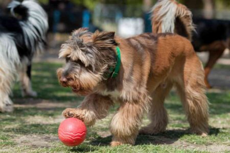 Petit chien courant après une balle dans un parc gazonné avec structures de loisirs