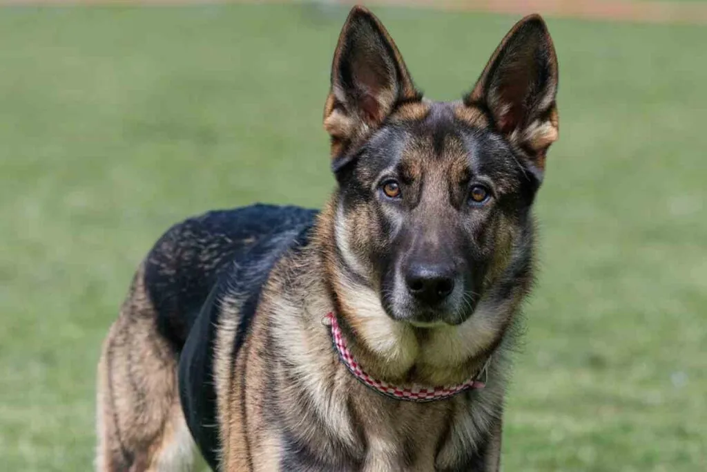 Ils ne s’arrêtent jamais ces chiens explosent d’énergie